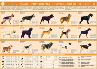 Комплект плакатов "Кинология" - «globural.ru» - Алапаевск