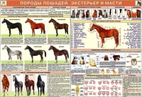 Комплект плакатов "Служебное коневодство" - «globural.ru» - Алапаевск