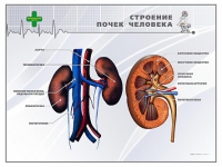 Стенд "Строение почки человека" - «globural.ru» - Алапаевск