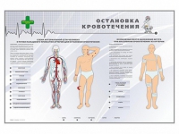 Электрифицированный стенд "Остановка кровотечения" - «globural.ru» - Алапаевск