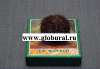 Сухой препарат "Еж морской" - «globural.ru» - Алапаевск