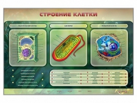 Электрифицированный стенд "Строение клетки" с маркерными полями - «globural.ru» - Алапаевск