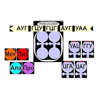 Модель-аппликация "Биосинтез белка" (ламинированная) - «globural.ru» - Алапаевск