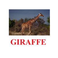 "Wild Animals-1" ("Дикие животные-1") английские карточки Домана - «globural.ru» - Алапаевск