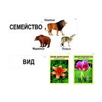 Модель-аппликация "Классификация растений и животных" (ламинированная) - «globural.ru» - Алапаевск