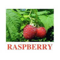 "Berries-1" ("Ягоды-1") английские карточки Домана - «globural.ru» - Алапаевск