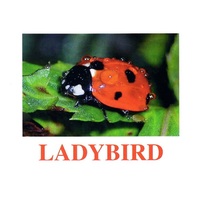 "Insects" ("Насекомые") английские карточки Домана - «globural.ru» - Алапаевск