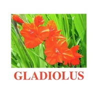 "Flowers-1" ("Цветы-1") английские карточки Домана - «globural.ru» - Алапаевск