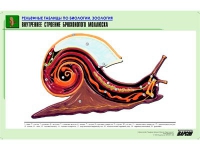 Рельефная таблица "Внутреннее строение брюхоногого моллюска" (формат А1, матовое ламинир.) - «globural.ru» - Алапаевск