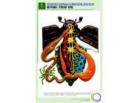 Рельефная таблица "Внутреннее строение жука" (формат А1, матовое ламинир.) - «globural.ru» - Алапаевск
