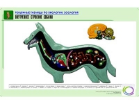 Рельефная таблица "Внутреннее строение собаки" (формат А1, матовое ламинир.) - «globural.ru» - Алапаевск