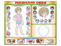 Стенд маркерный "Познаю себя" (тело, голова, органы чувств) - «globural.ru» - Алапаевск
