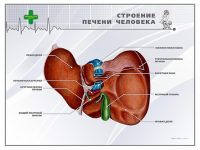 Стенд "Строение печени человека" - «globural.ru» - Алапаевск