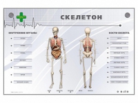Электрифицированный стенд-тренажер "Скелетон" - «globural.ru» - Алапаевск