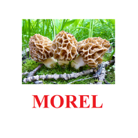 "Mushrooms" ("Грибы") английские карточки Домана - «globural.ru» - Алапаевск
