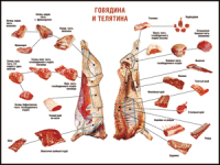 Правила разделки мясных туш "Говядина и телятина" 1000*1400 винил - «globural.ru» - Алапаевск
