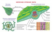 Плакаты и таблицы по биологии - «globural.ru» - Алапаевск