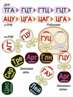 Модель-аппликация Биосинтез белка - «globural.ru» - Алапаевск
