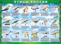 Таблица Птицы России из  4 листов в комплекте 1000*1400 винил	 - «globural.ru» - Алапаевск