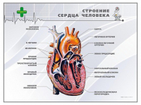 Стенд "Строение сердца человека" - «globural.ru» - Алапаевск