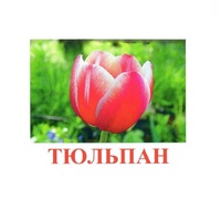 Карточки Домана "Цветы-1" - «globural.ru» - Алапаевск