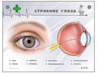 Интерактивный стенд "Строение глаза" - «globural.ru» - Алапаевск