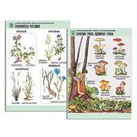 Комплект таблиц для начальной школы "Окружающий мир. Грибы. Растительный мир" - «globural.ru» - Алапаевск