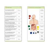Комплект карточек (10) "Обучающий калейдоскоп. Человек" - «globural.ru» - Алапаевск