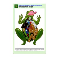 Рельефная таблица "Внутреннее строение лягушки" (формат А1, матовое ламинир.) - «globural.ru» - Алапаевск