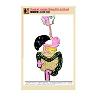 Рельефная таблица "Пищеварительный тракт" (формат А1, матовое ламинир.) - «globural.ru» - Алапаевск