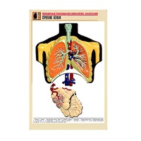Рельефная таблица "Строение легких" (формат А1, матовое ламинир.) - «globural.ru» - Алапаевск