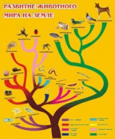 Стенд "Развитие животного мира на земле" - «globural.ru» - Алапаевск