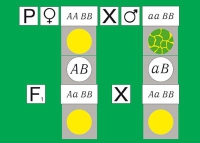 Модель-аппликация Дигибридное скрещивание. Законы Менделя. (набор из 84 карт) - «globural.ru» - Алапаевск