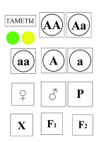 Модель-аппликация Моногибридное скрещивание и его цитологические основы - «globural.ru» - Алапаевск