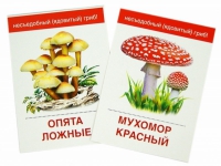 Раздаточные карточки "Грибы съедобные и не съедобные" - «globural.ru» - Алапаевск