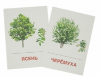 Раздаточные карточки "Деревья и кустарники" - «globural.ru» - Алапаевск