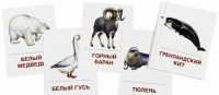 Раздаточные карточки "Животные холодных широт" - «globural.ru» - Алапаевск