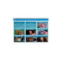 Стенд-планшет светодинамический "Изучение типических патологических процессов в организмах животных" - «globural.ru» - Алапаевск