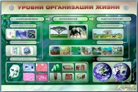 Электрифицированный стенд "Уровни организации жизни" - «globural.ru» - Алапаевск