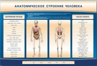 Электрифицированный стенд-тренажер c макетом скелета "Анатомическое строение человека" - «globural.ru» - Алапаевск