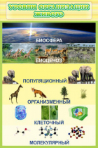 Стенд "Уровни организации живого" - «globural.ru» - Алапаевск