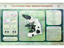 Электрифицированный стенд "Устройство микроскопа и правила работы c ним" - «globural.ru» - Алапаевск