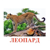 Карточки Домана "Дикие животные-2" - «globural.ru» - Алапаевск