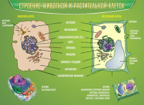 Стенд "Строение животной и растительной клеток" - «globural.ru» - Алапаевск