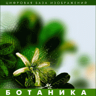 Ботаника. (Цифровая база изображений) - «globural.ru» - Алапаевск