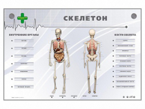 Электрифицированный стенд-тренажер "Скелетон" - «globural.ru» - Алапаевск