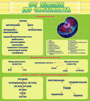 Стенд "От клетки до организма" - «globural.ru» - Алапаевск
