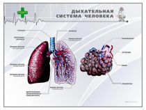 Стенд "Дыхательная система человека" - «globural.ru» - Алапаевск