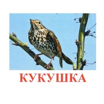 Карточки Домана "Птицы-3" - «globural.ru» - Алапаевск