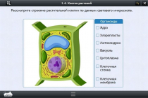 Интерактивные курсы. Биология 9 класс. Базовый - «globural.ru» - Алапаевск
